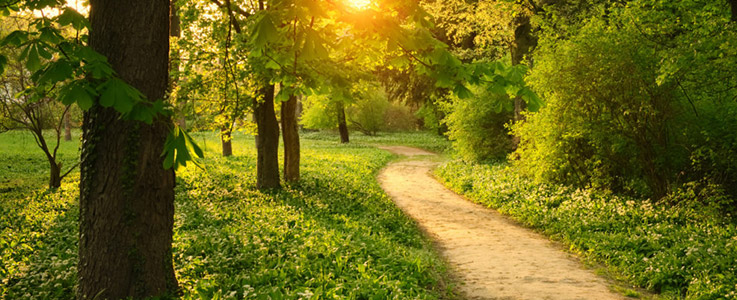 forest path